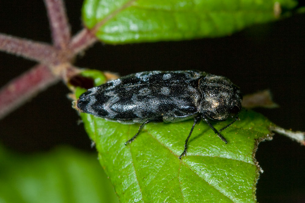 Coraebus rubi (Buprestidae) dai monti della Majella