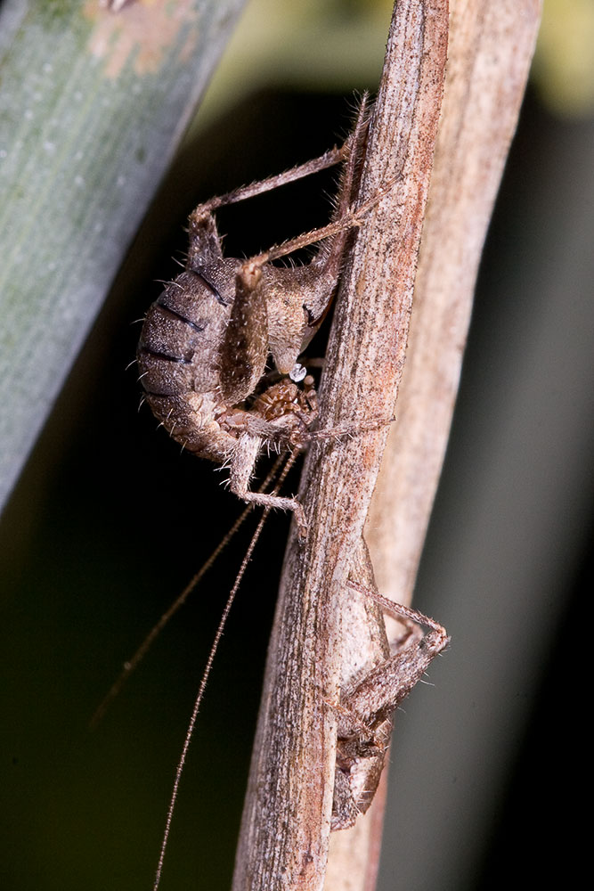 Arachnocephalus vestitus (Mogoplistidae)