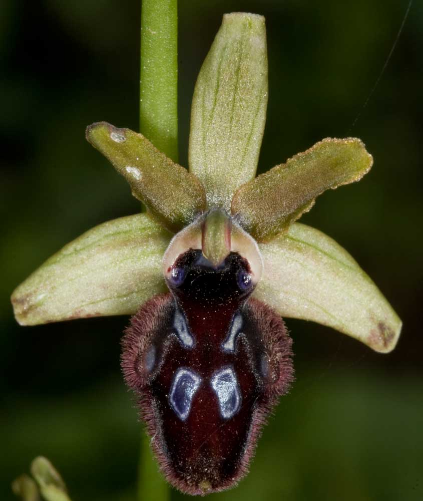 Ophrys promontorii?