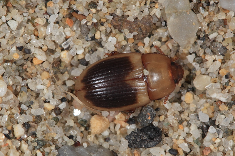 Le Phaleria dell''Elba! Phaleria bimaculata ssp. bimaculata