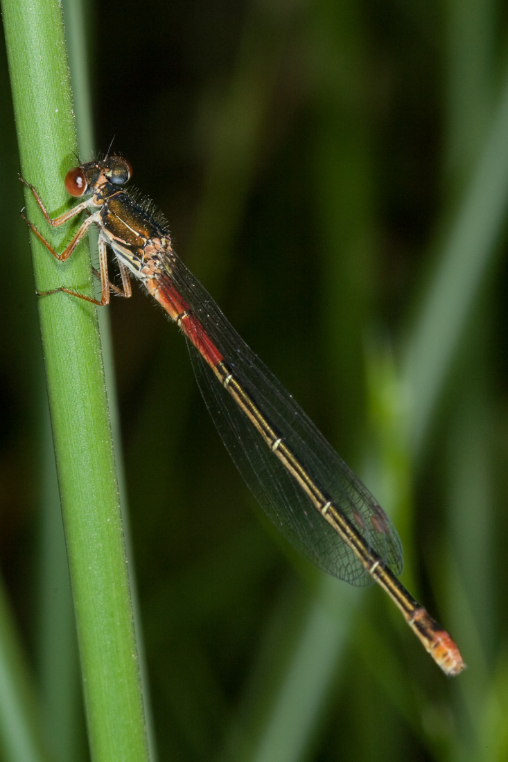 Ceriagrion tenellum