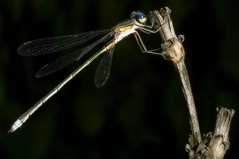 Lestes virens maschio