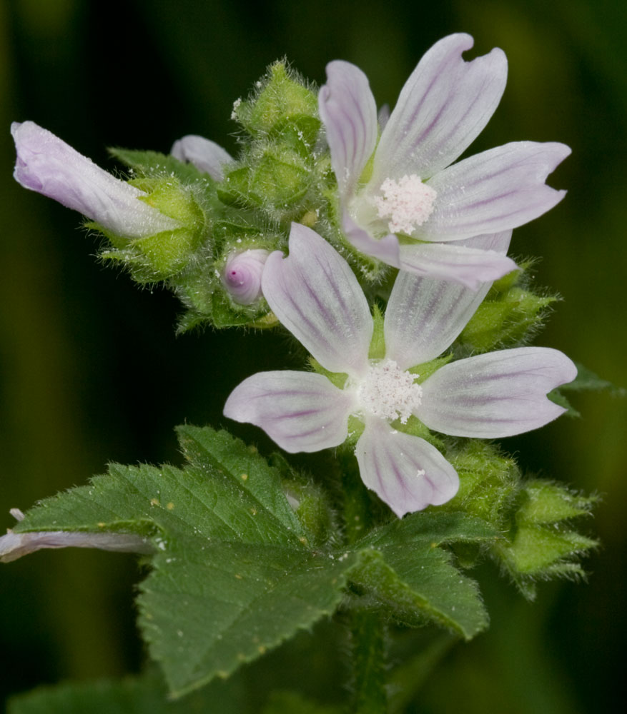 Malva multiflora / Malvone di Creta