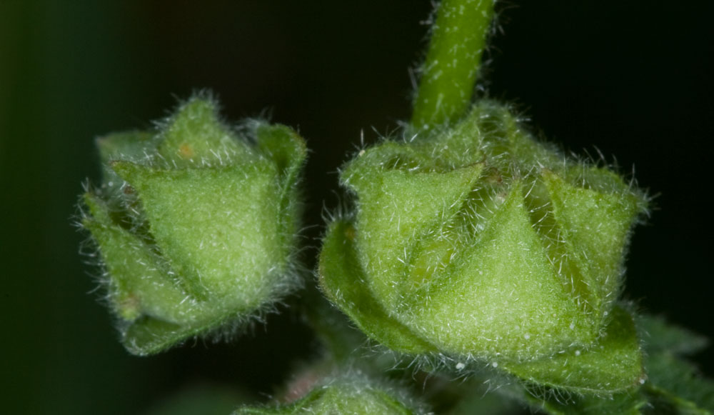 Malva multiflora / Malvone di Creta