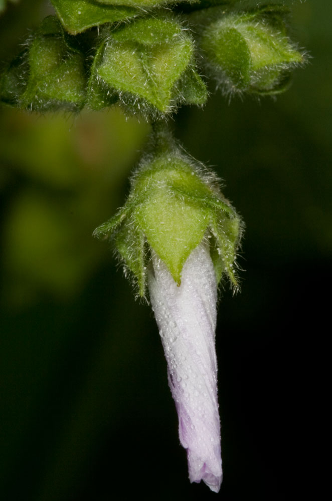 Malva multiflora / Malvone di Creta
