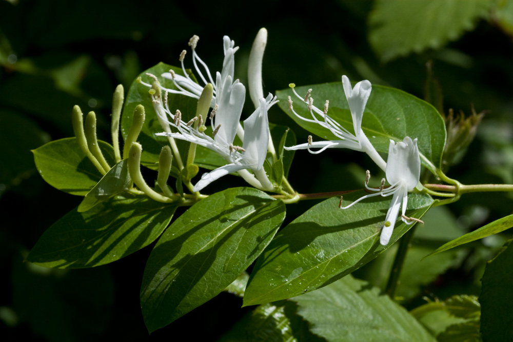 Lonicera japonica / Caprifoglio giapponese