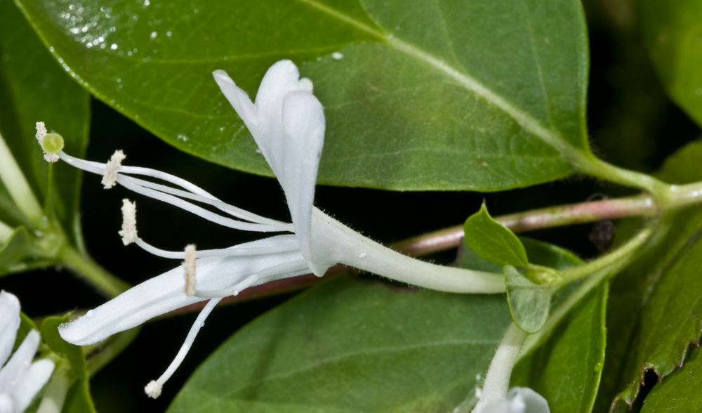 Lonicera japonica / Caprifoglio giapponese