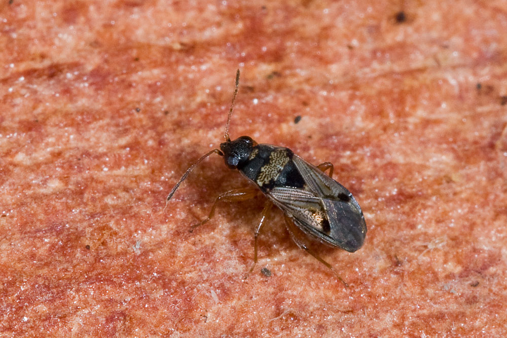 Lygaaeidae: Ischnocoris flavipes