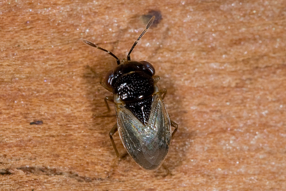 Geocoris pallidipennis o megacephalus?