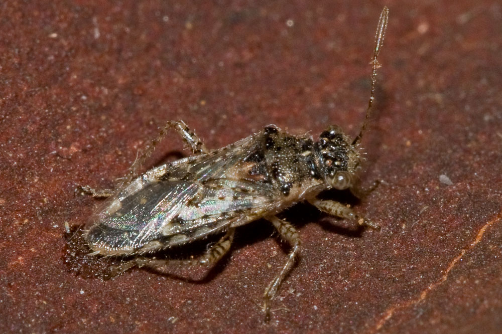Mi verrebbe da dire... Brachycarenus tigrinus