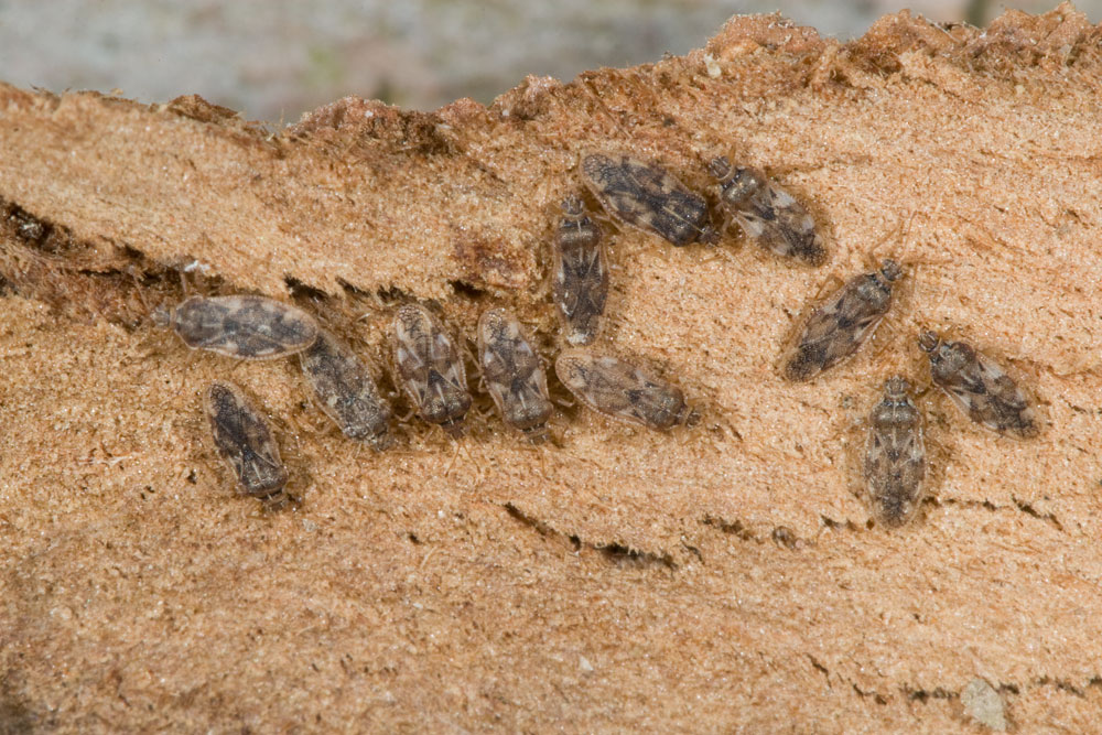 Tingidae dell''Elba: Monosteira unicostata