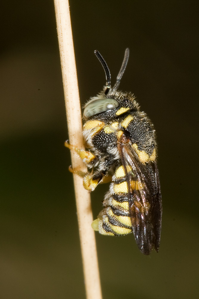 Microimenottero tozzo: Anthidiellum strigatum (Apidae Megachilinae)