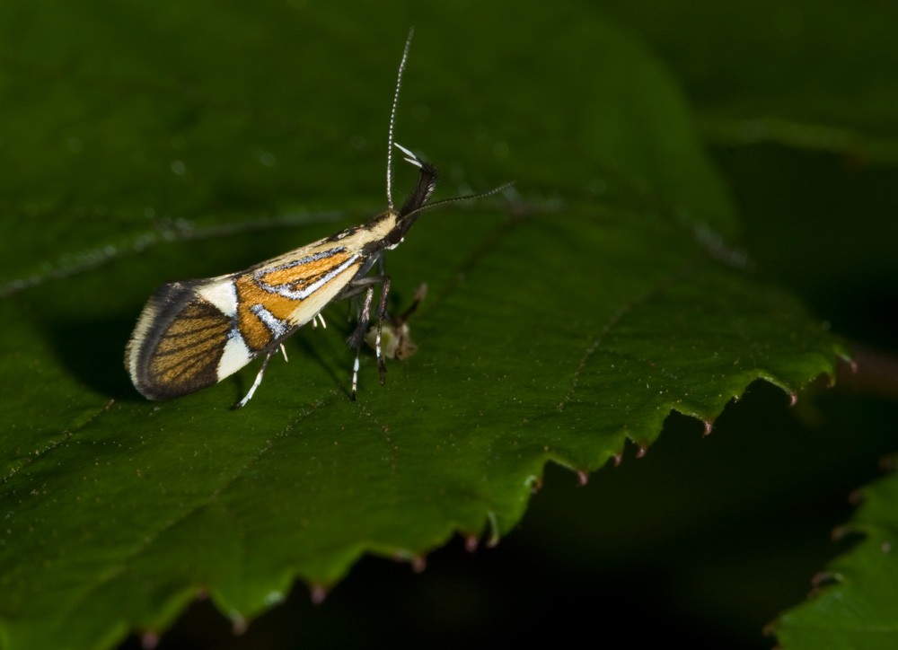 Microlepidottero: Alabonia geoffrella (Oecophoridae)