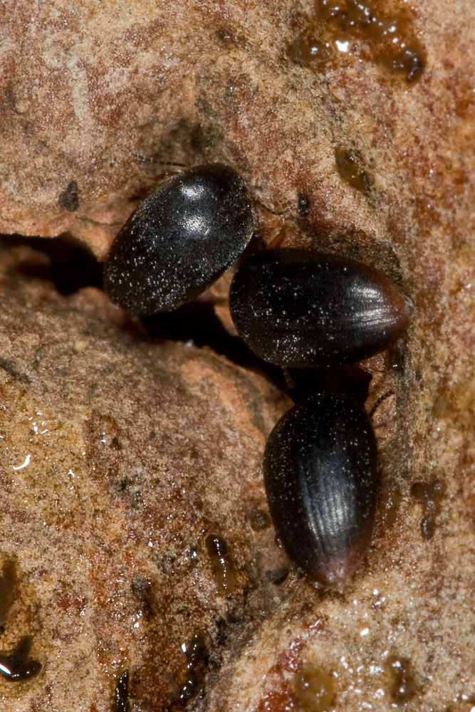 Eucinetus haemorrhoidalis all''isola d''Elba