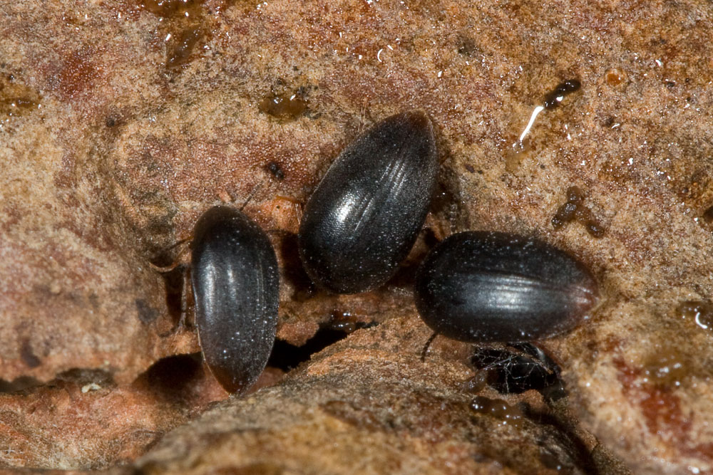 Eucinetus haemorrhoidalis all''isola d''Elba