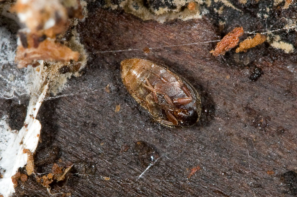 Eucinetus haemorrhoidalis all''isola d''Elba