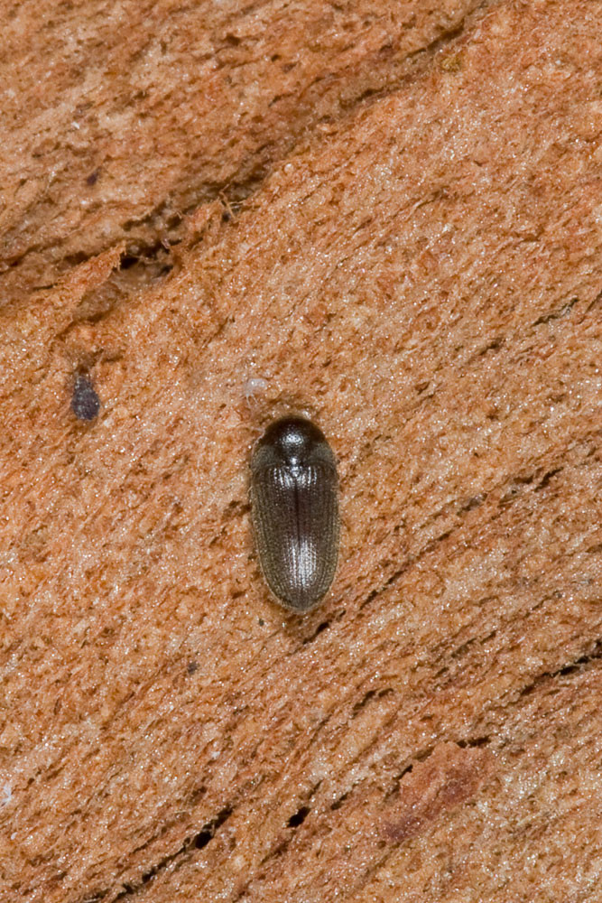 Trixagus sp. (Throscidae) - Isola d''Elba e Ostia