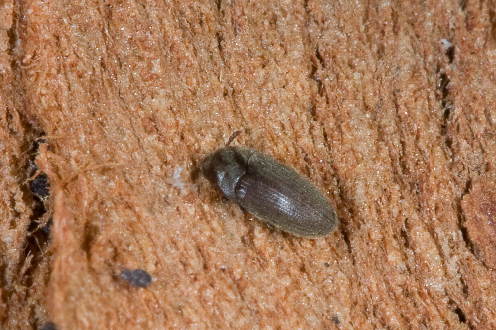 Trixagus sp. (Throscidae) - Isola d''Elba e Ostia