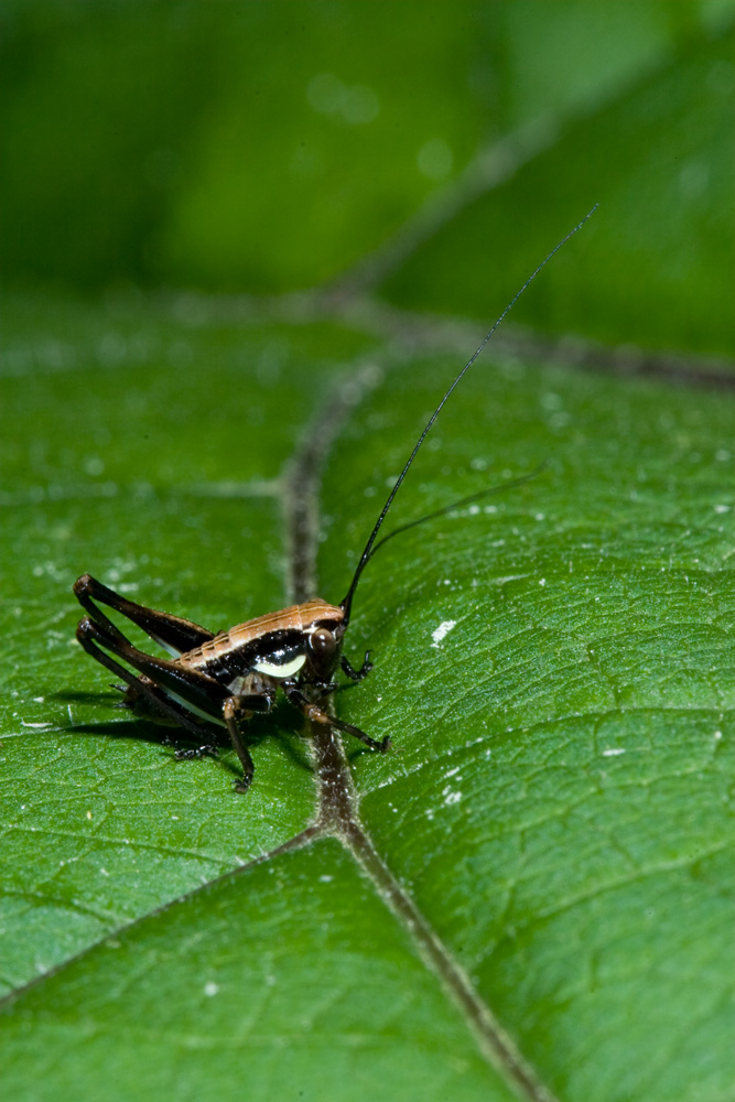 Neanide di Tettigoniidae