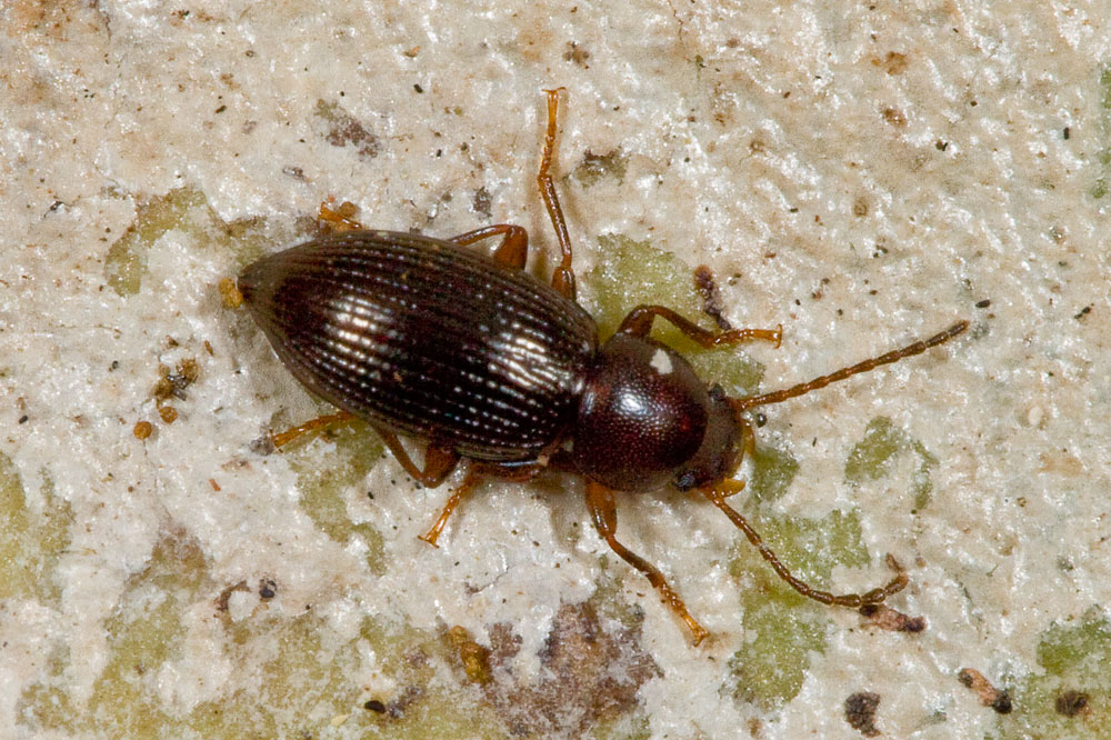 Tenebrionidae: Catomus rotundicollis