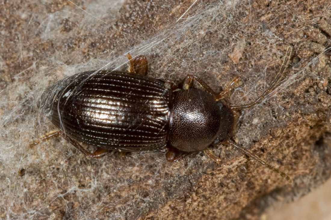 Tenebrionidae: Catomus rotundicollis