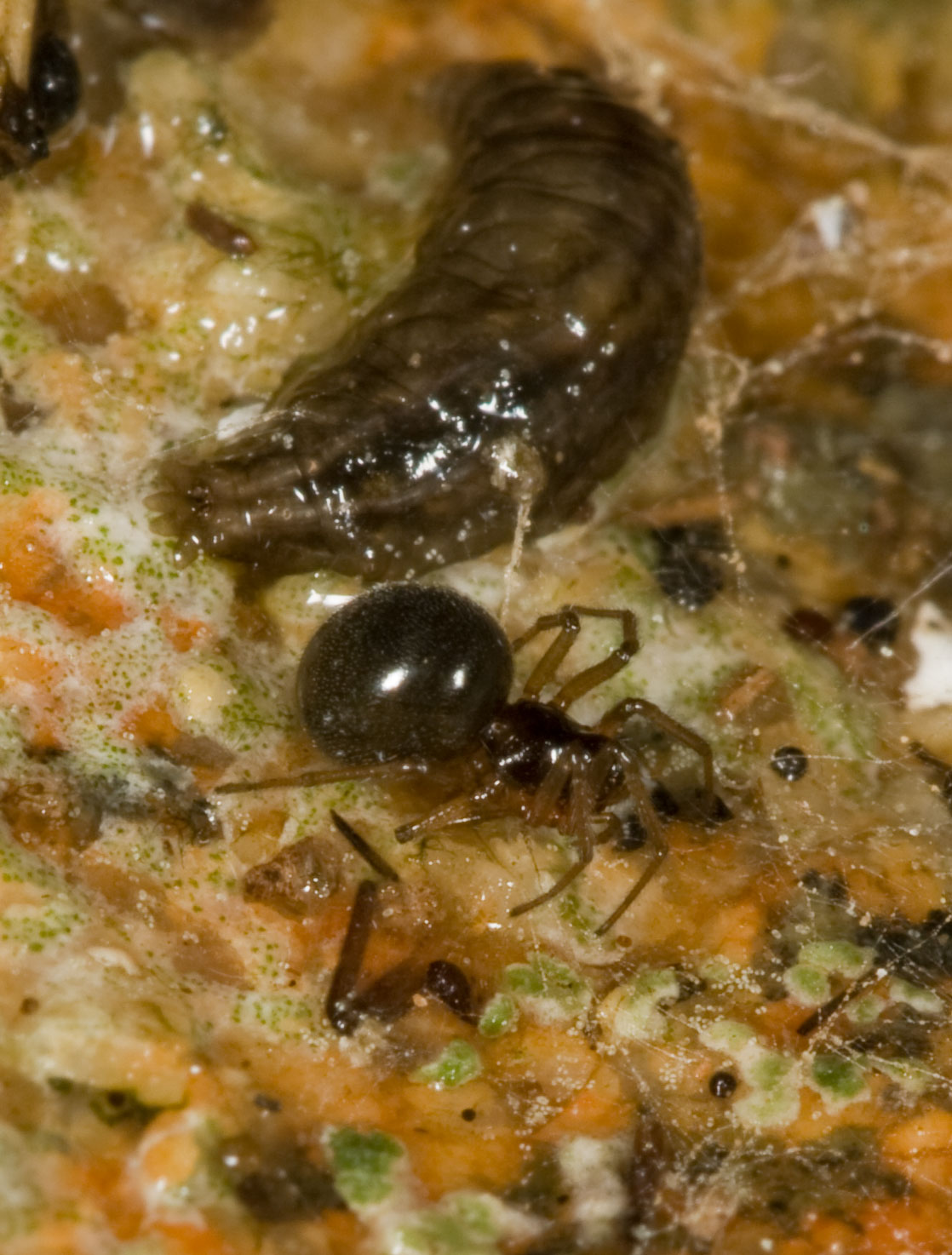 Minuscolo ragno subacqueo: Linyphiidae