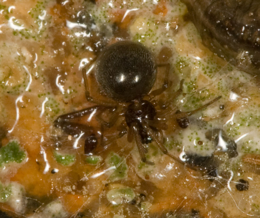 Minuscolo ragno subacqueo: Linyphiidae