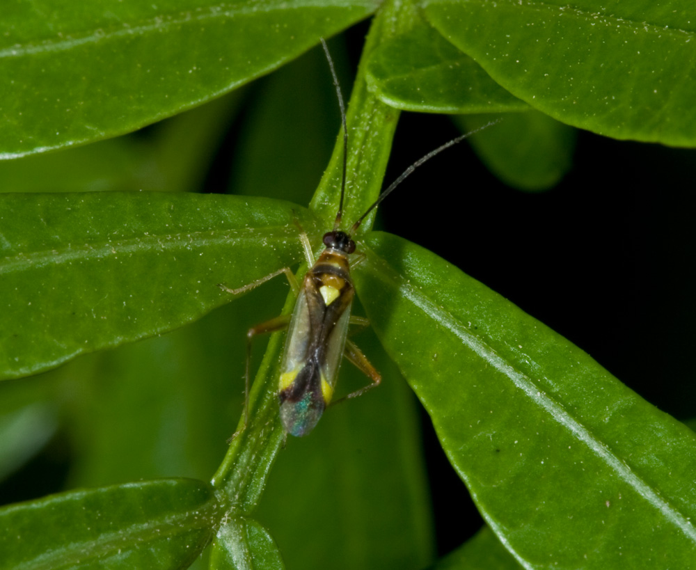 Miridae: Campyloneura virgula