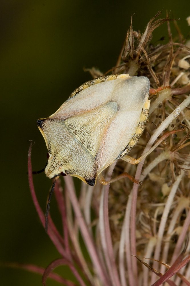 Pentatomide: Carpocoris mediterraneus dell''Elba