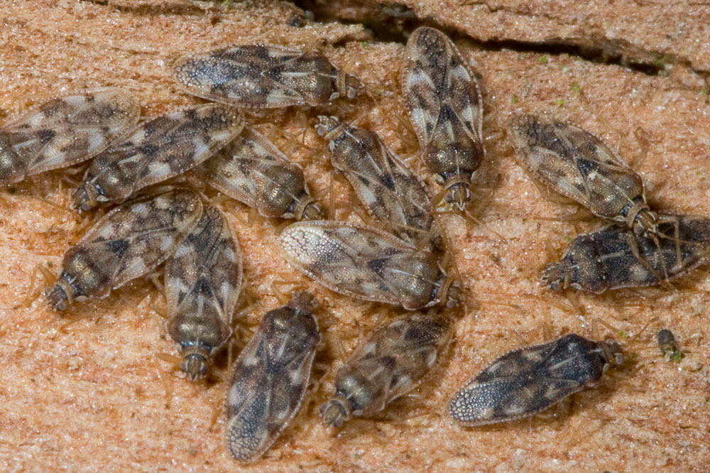 Tingidae dell''Elba: Monosteira unicostata