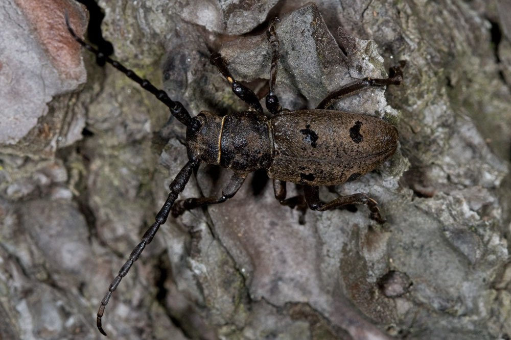 Herophila tristis (Cerambycidae)