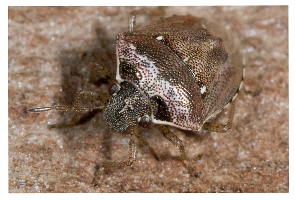 Eysarcoris ventralis