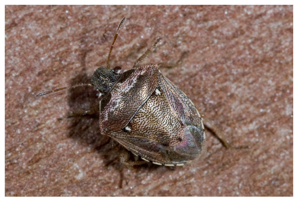 Eysarcoris ventralis