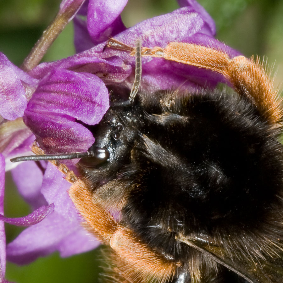 Apidae: Bombus terrestris xanthopus