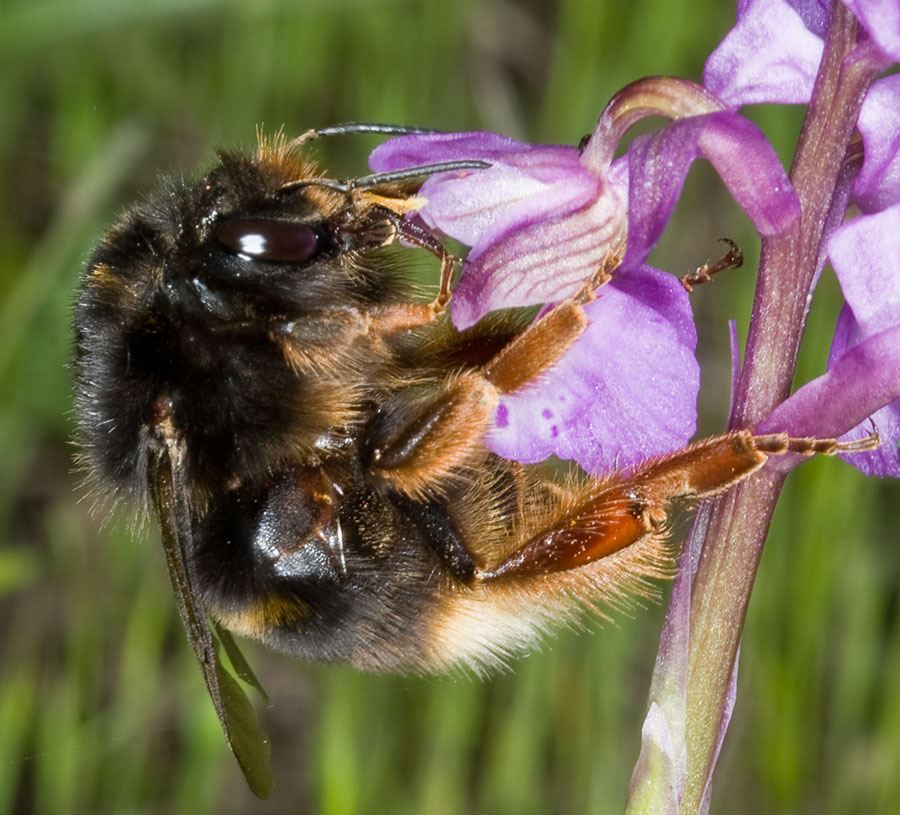 Apidae: Bombus terrestris xanthopus