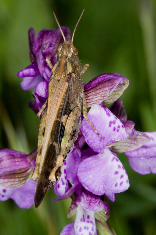 Acrididae: Aiolopus strepens