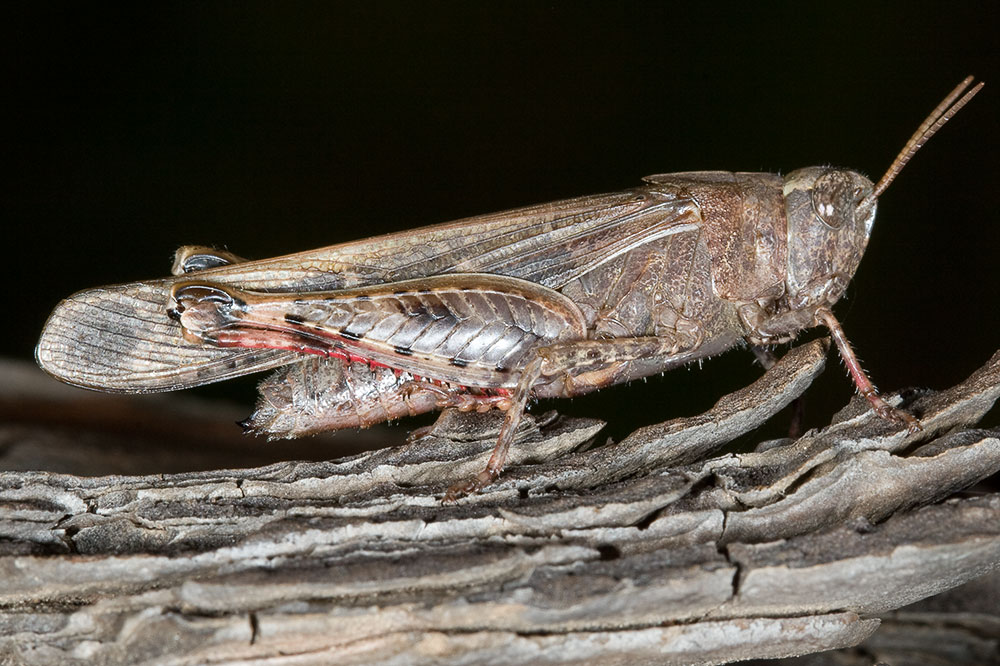 Aiolopus strepens (Acrididae)