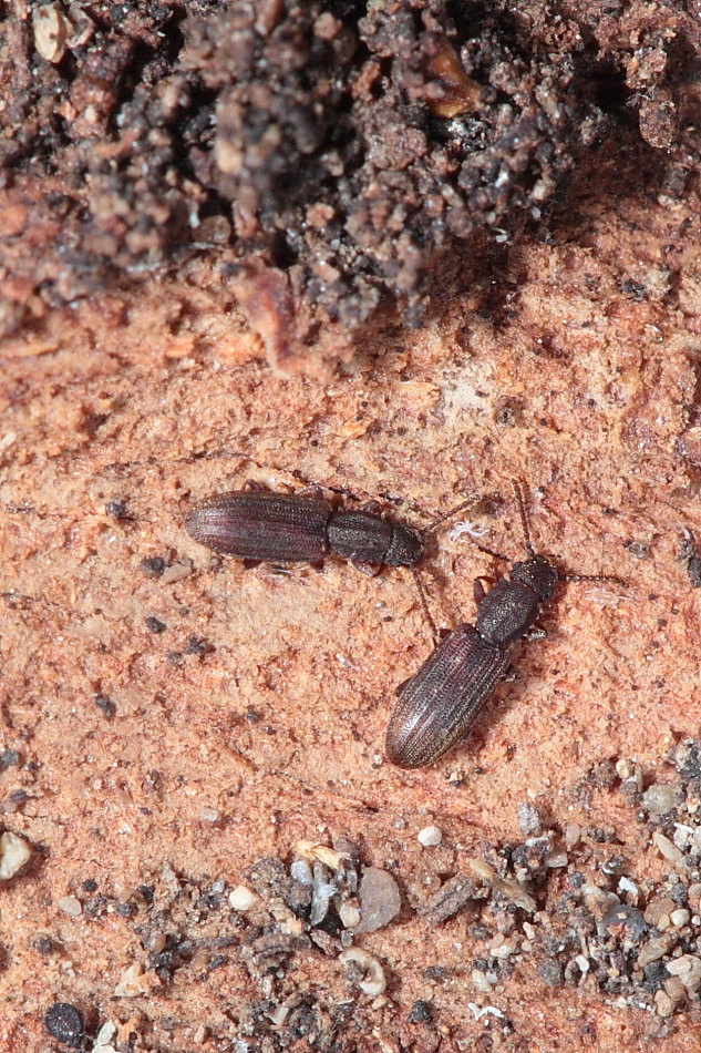 Oryzaephilus sp.