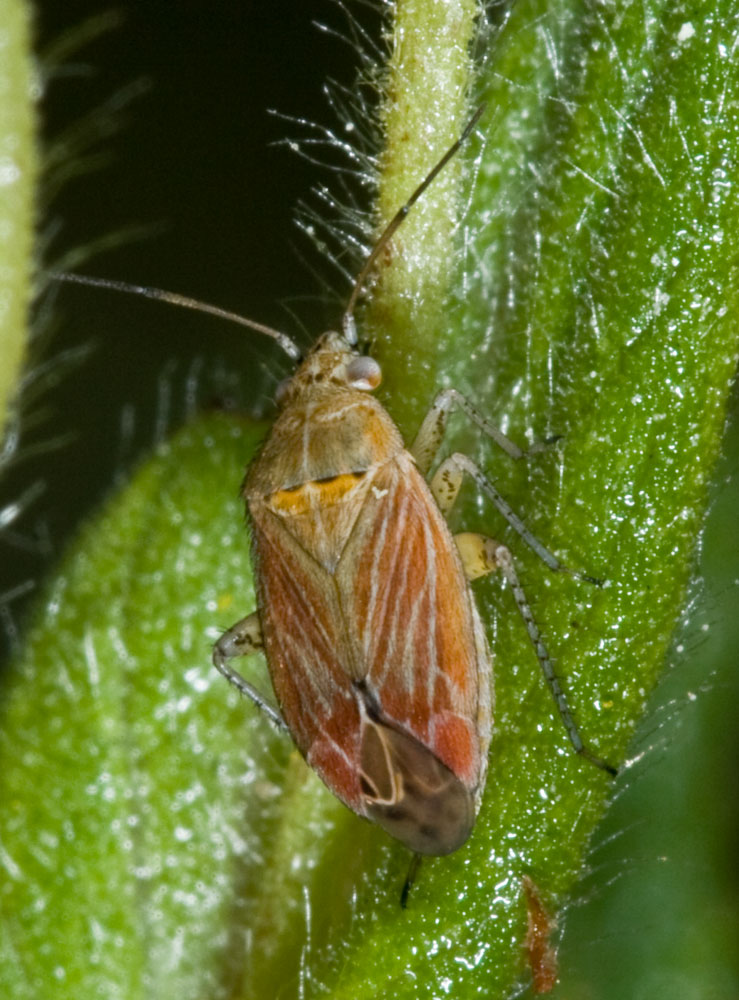 Un piccolo gioiello di Heterottero: Pachyxyphus lineellus