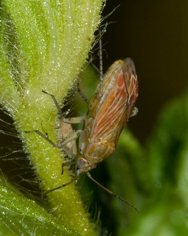 Un piccolo gioiello di Heterottero: Pachyxyphus lineellus
