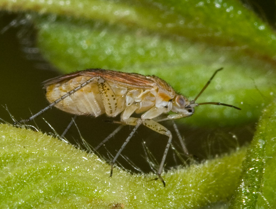 Un piccolo gioiello di Heterottero: Pachyxyphus lineellus