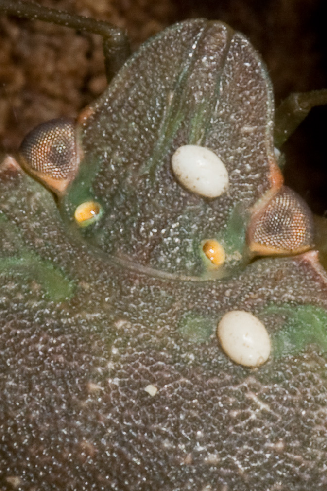 Nezara viridula....con passeggeri!