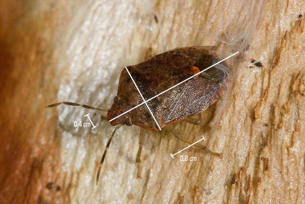 Pentatomidae: Dryadocoris apicalis (syn.= D.analis C.1847)