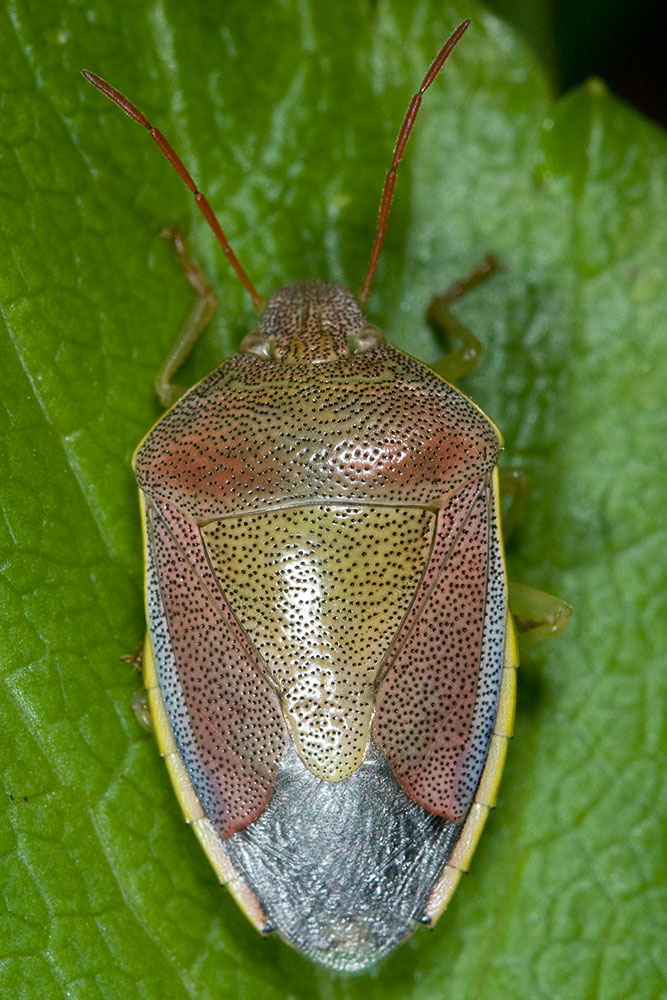 Piezodorus lituratus.
