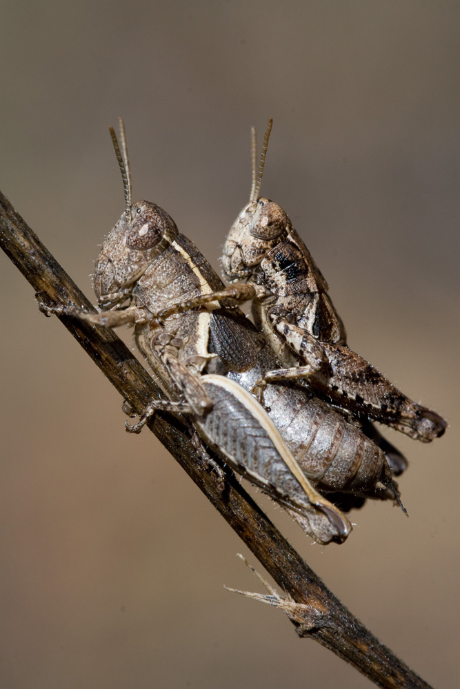 Pezotettix giornae
