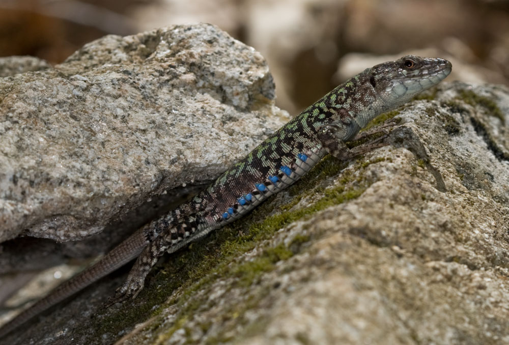 Podarcis muralis?