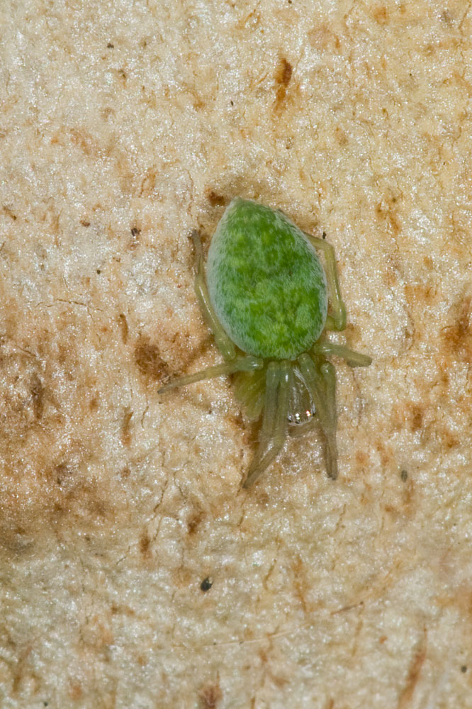 Nigma walckenaeri