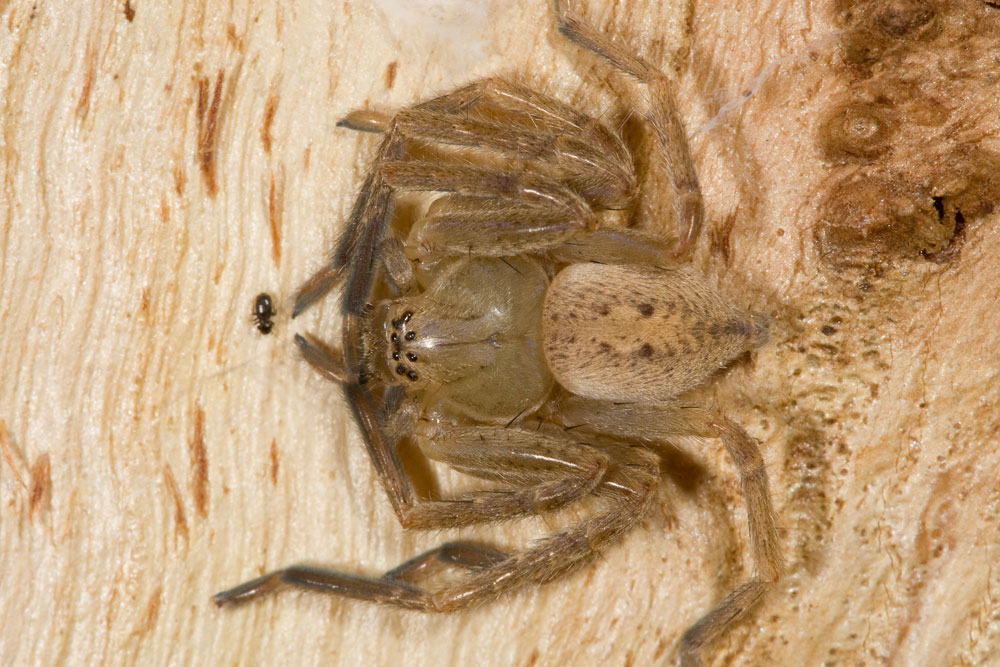 Olios argelasius
