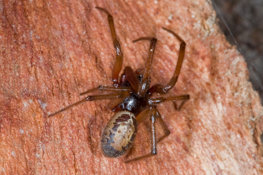 Steatoda nobilis