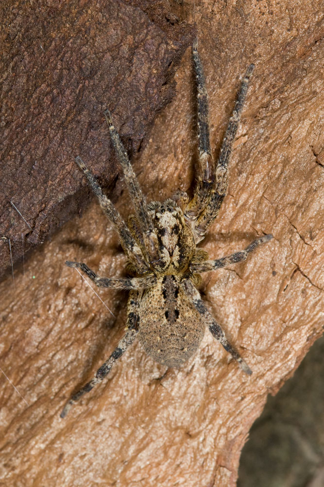 Zoropsis spinimana